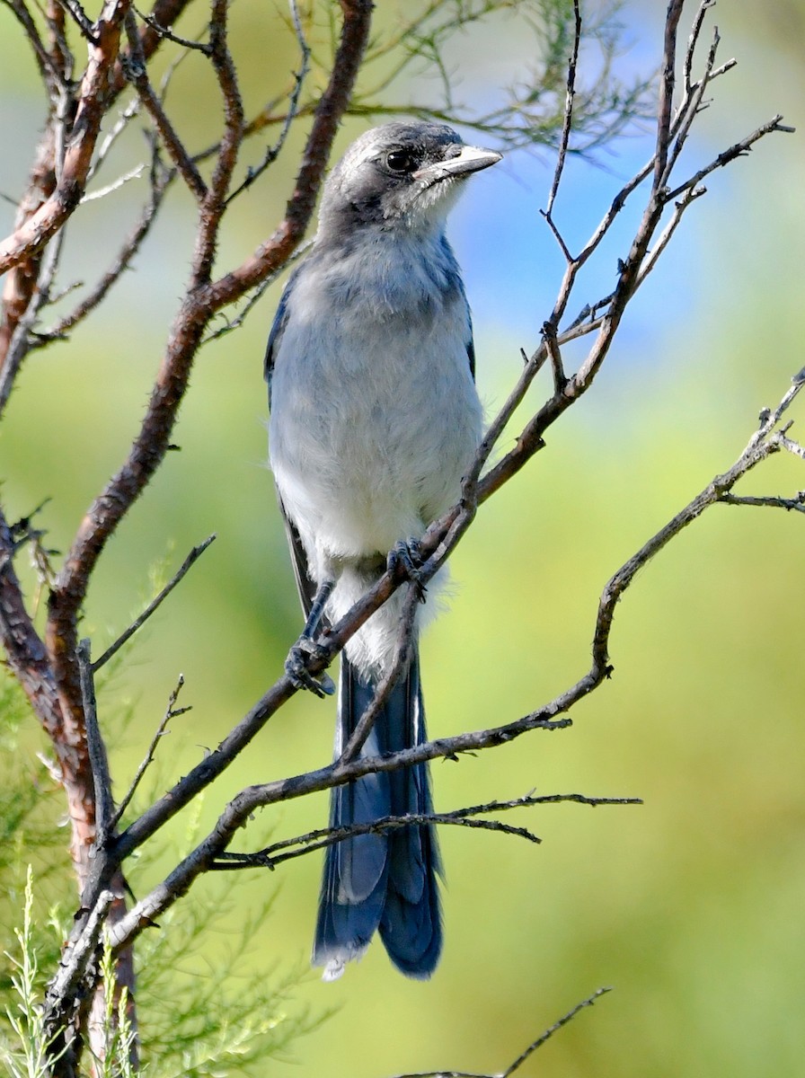 California Scrub-Jay - ML592204891