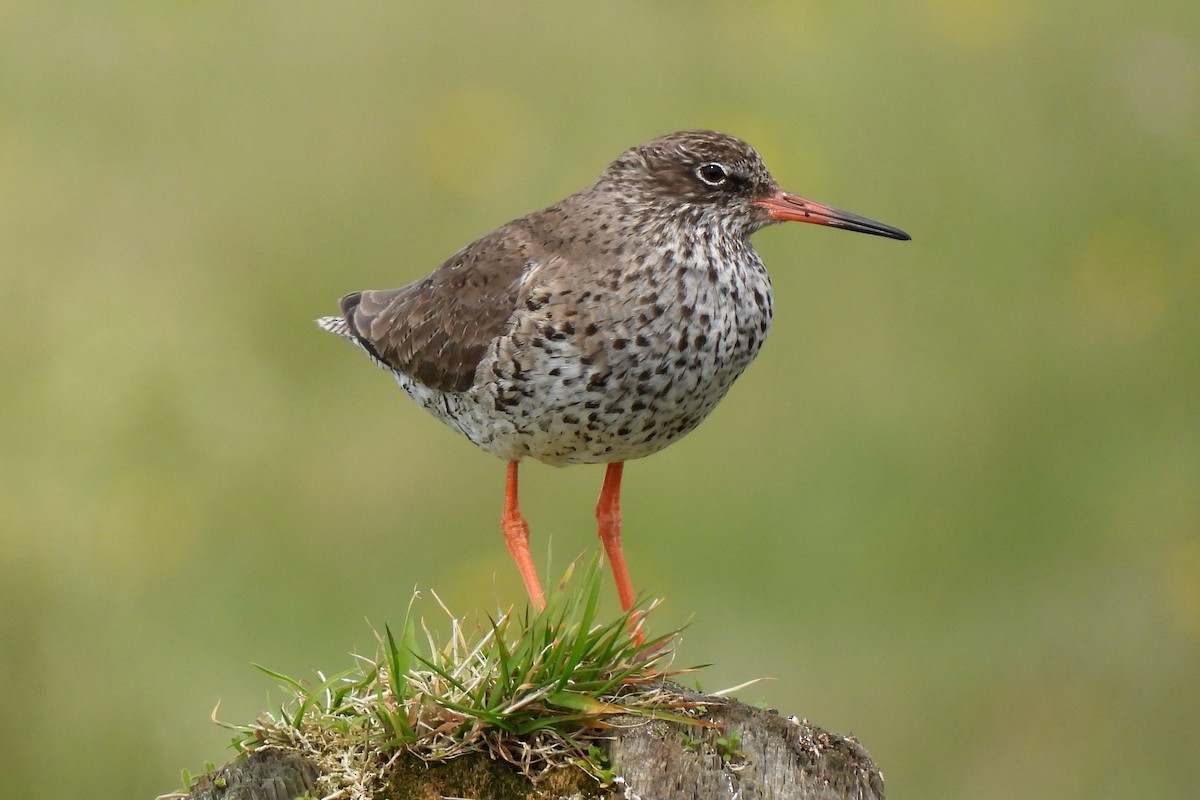 Common Redshank - Leszek Noga