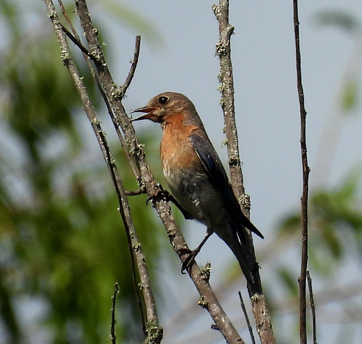 Eastern Bluebird - Cheryl Huner