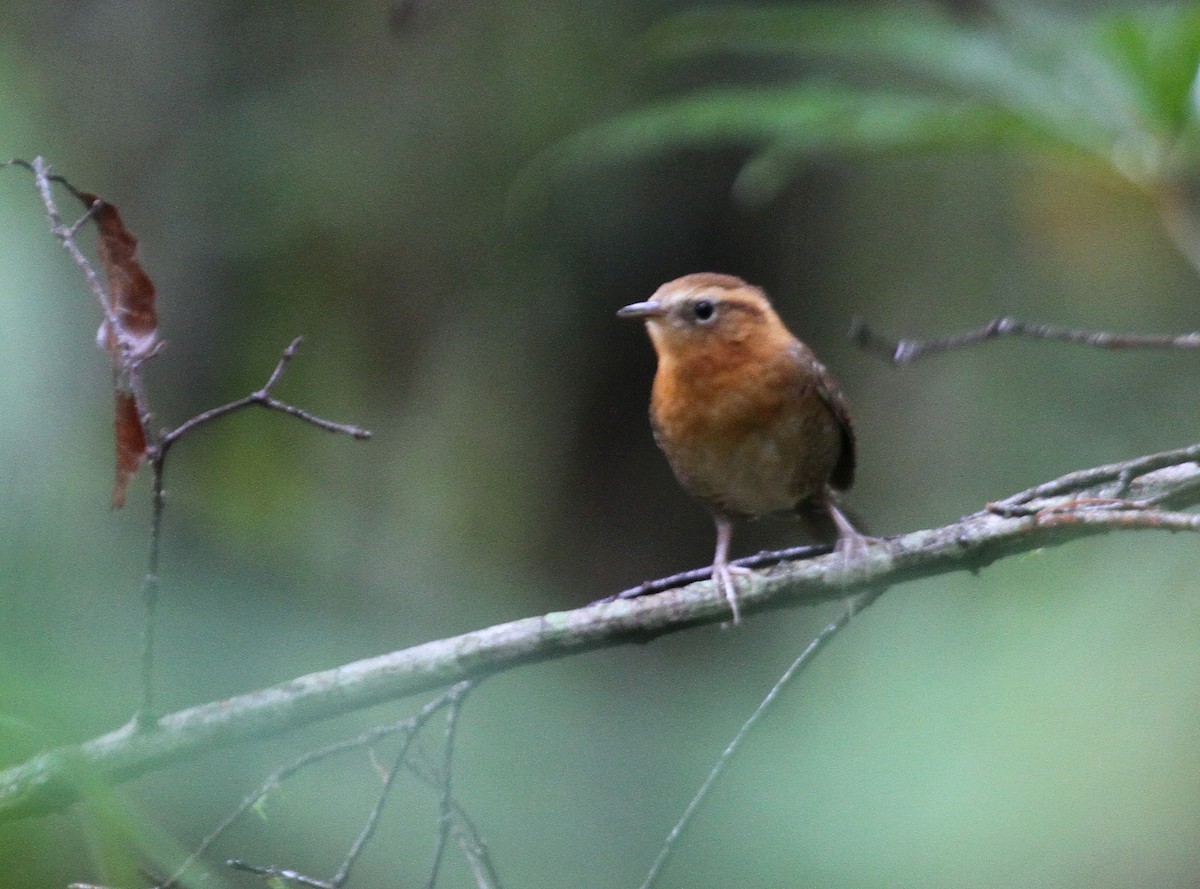 Rufous-browed Wren - ML59220671