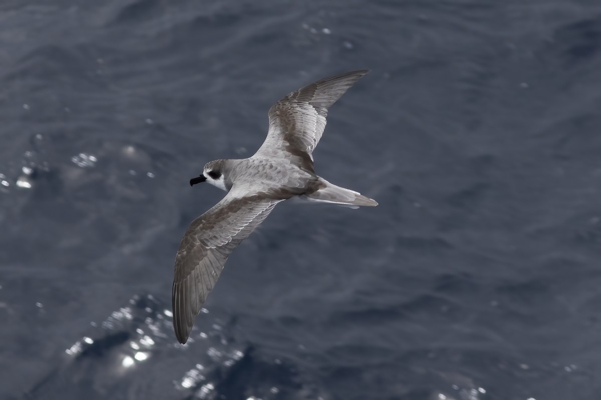 Masatierra Petrel - Gary Rosenberg