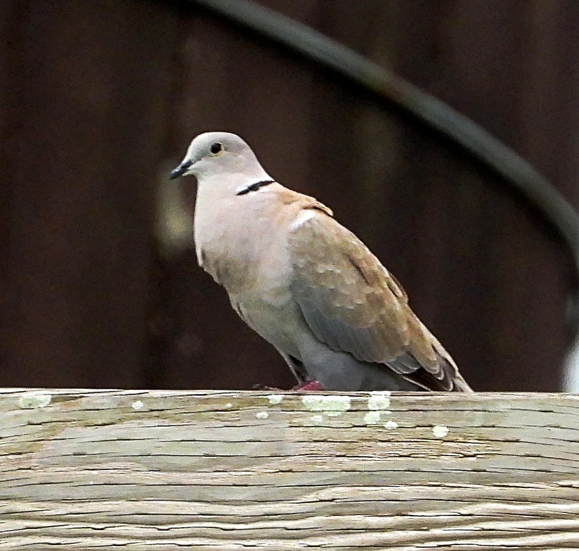 Eurasian Collared-Dove - ML592208351