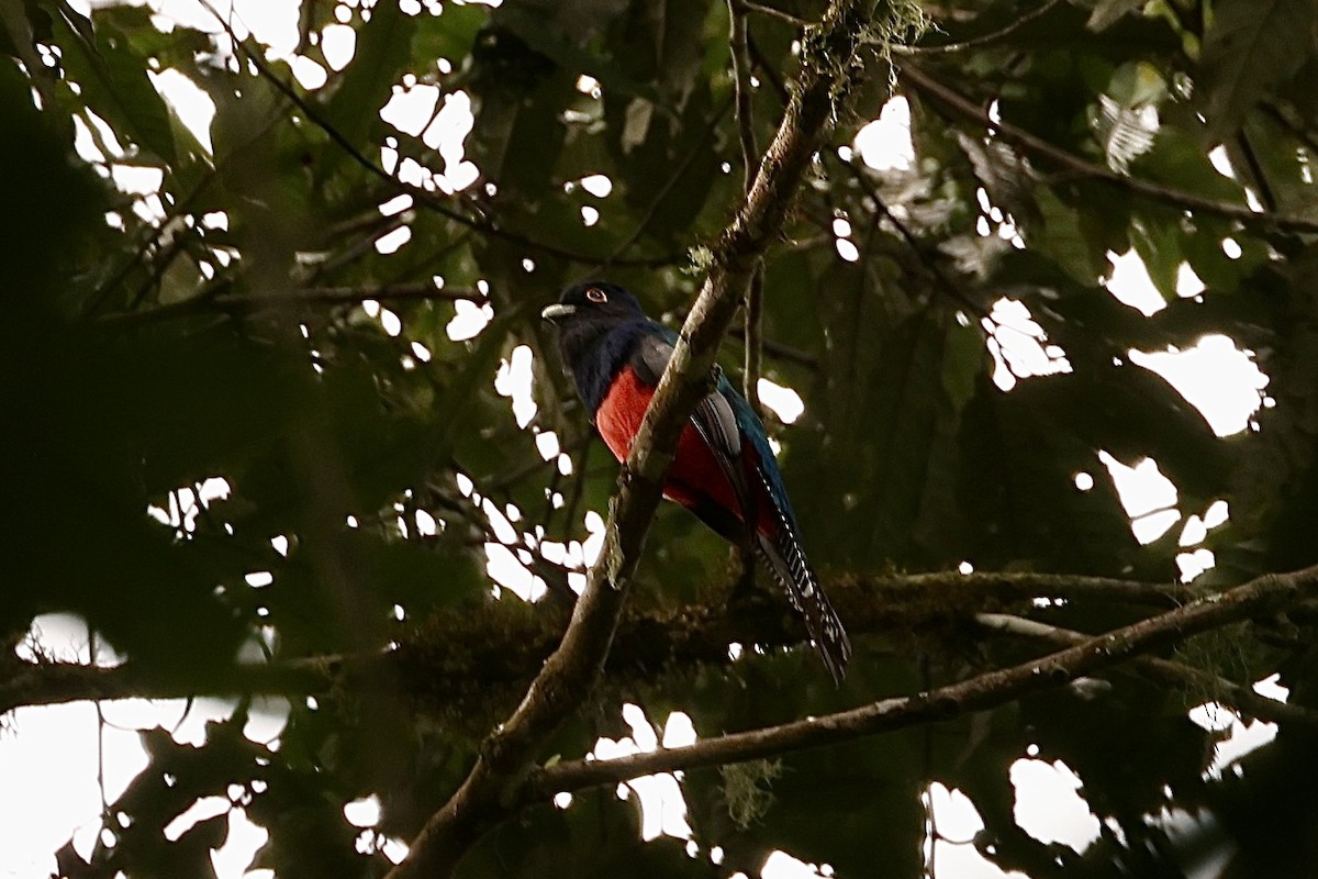 Blue-crowned Trogon - Mike Sylvia