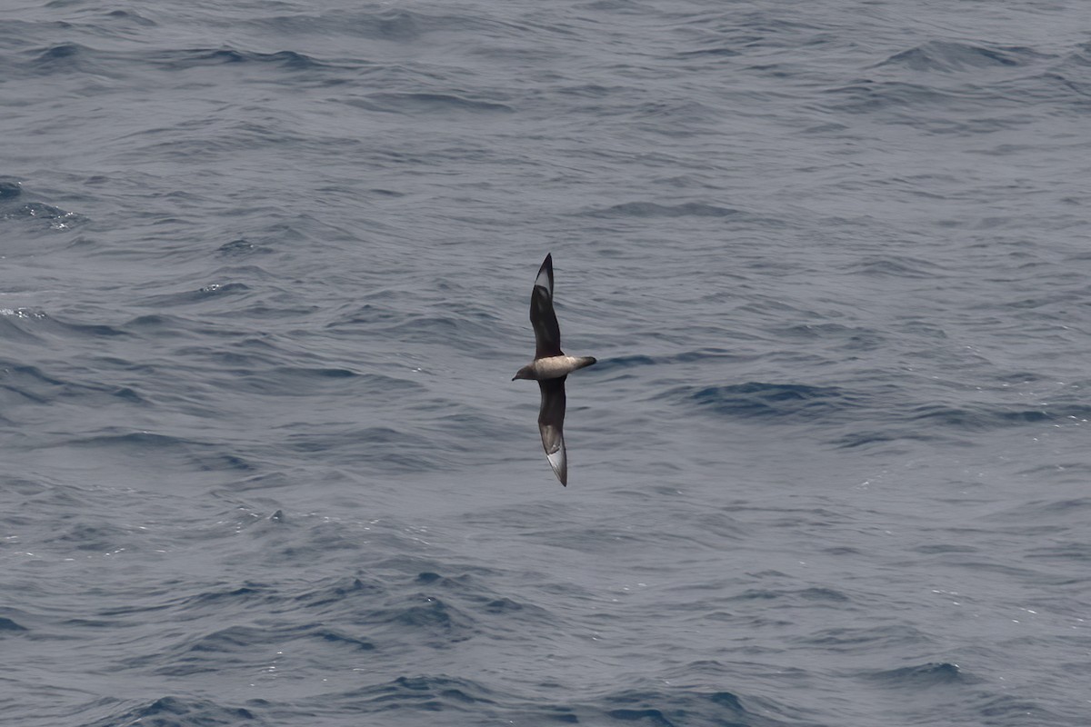 Kermadec Petrel - Gary Rosenberg