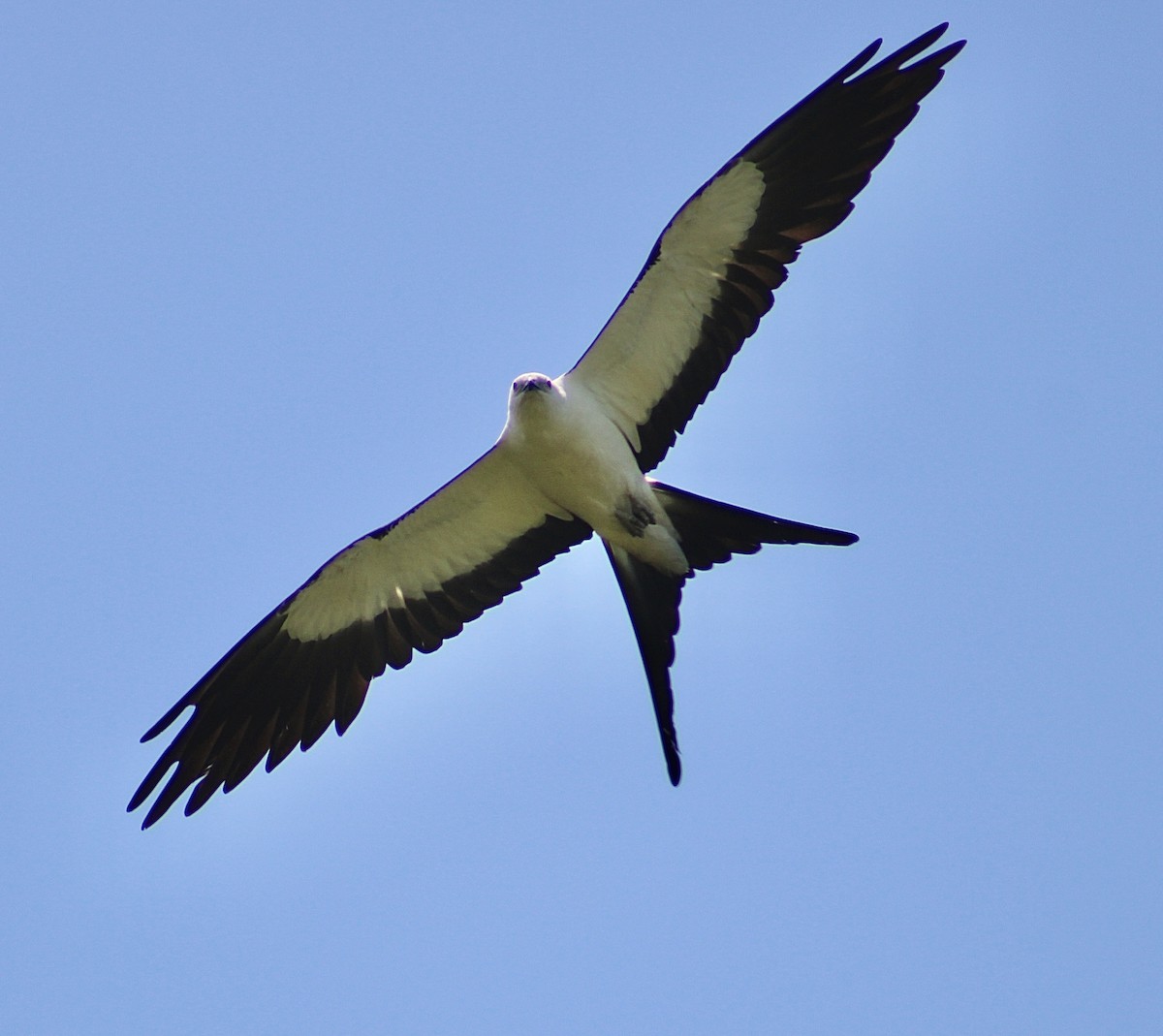 Swallow-tailed Kite - ML592210391