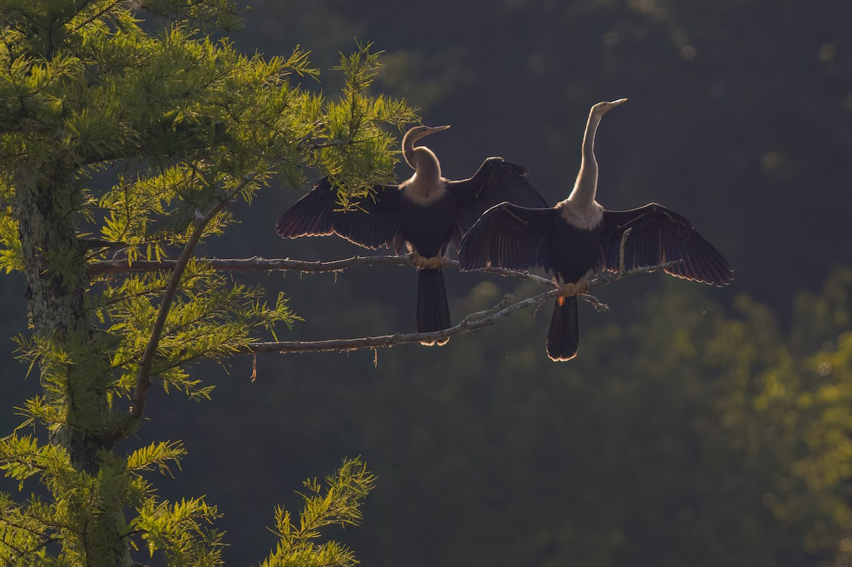 Anhinga Americana - ML592210961