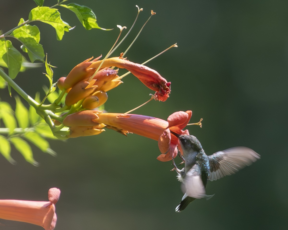 Ruby-throated Hummingbird - ML592212681