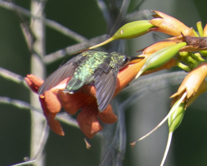 Ruby-throated Hummingbird - ML592212771