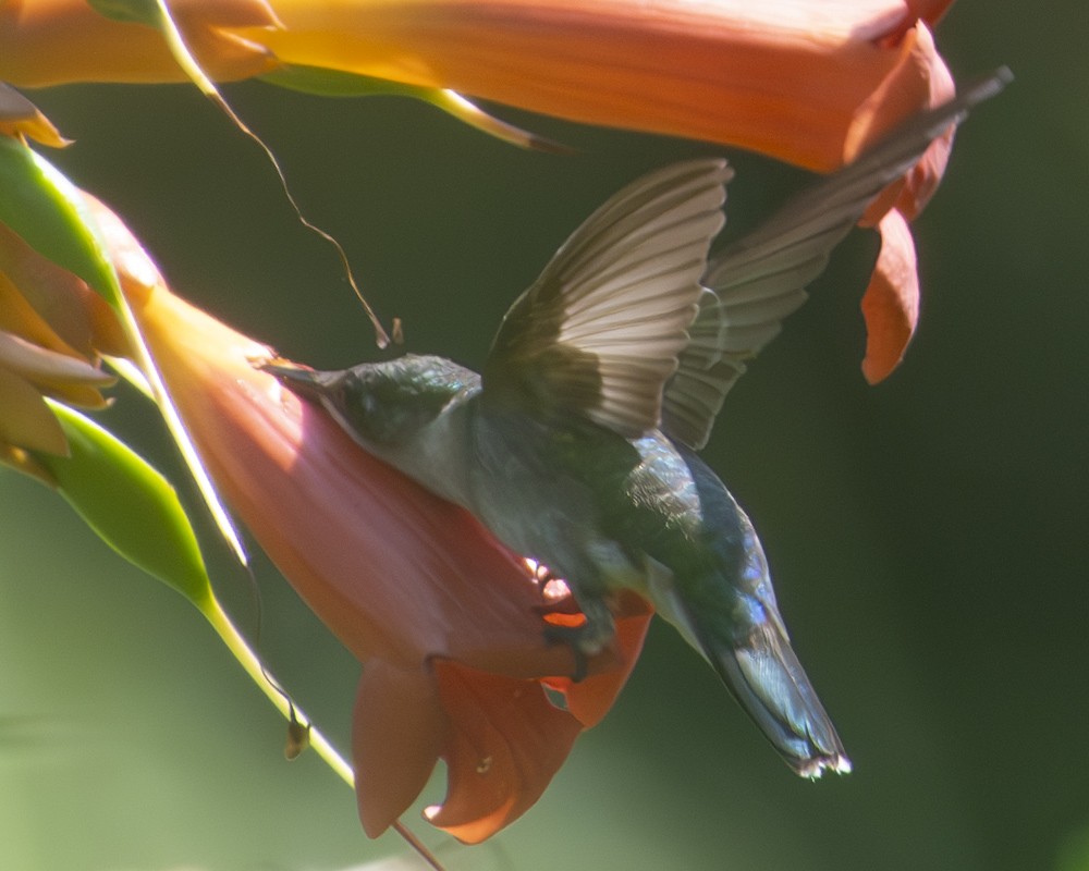 Ruby-throated Hummingbird - ML592212791