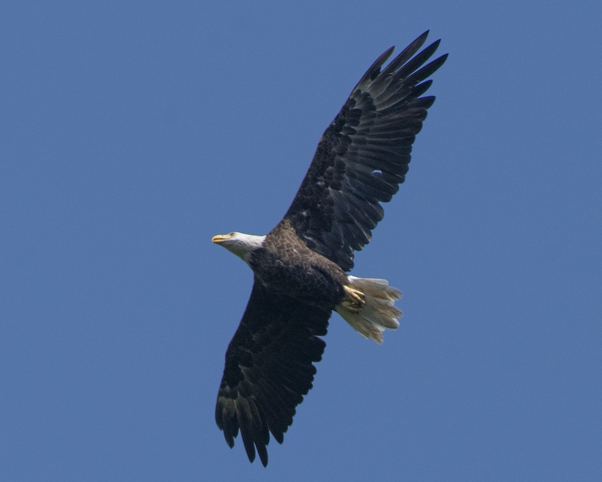 Bald Eagle - ML592213151