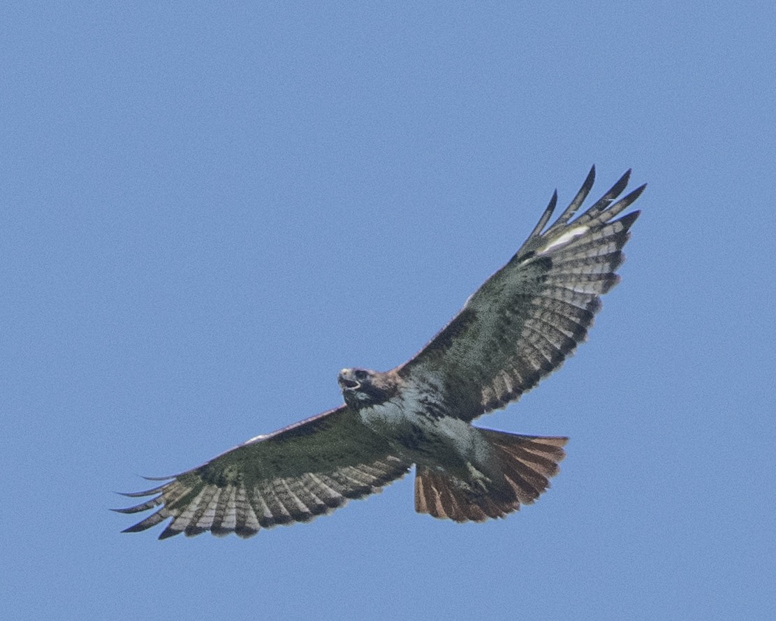 Red-tailed Hawk - ML592213191