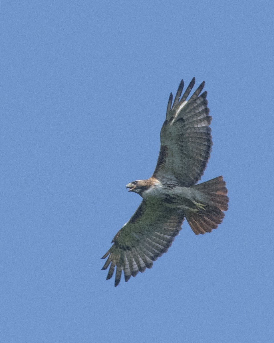 Red-tailed Hawk - ML592213201