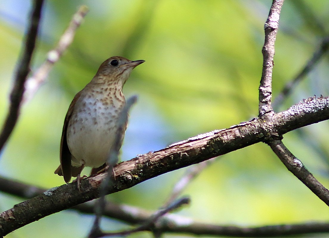 Swainson's Thrush - Yves Gauthier (Mtl)