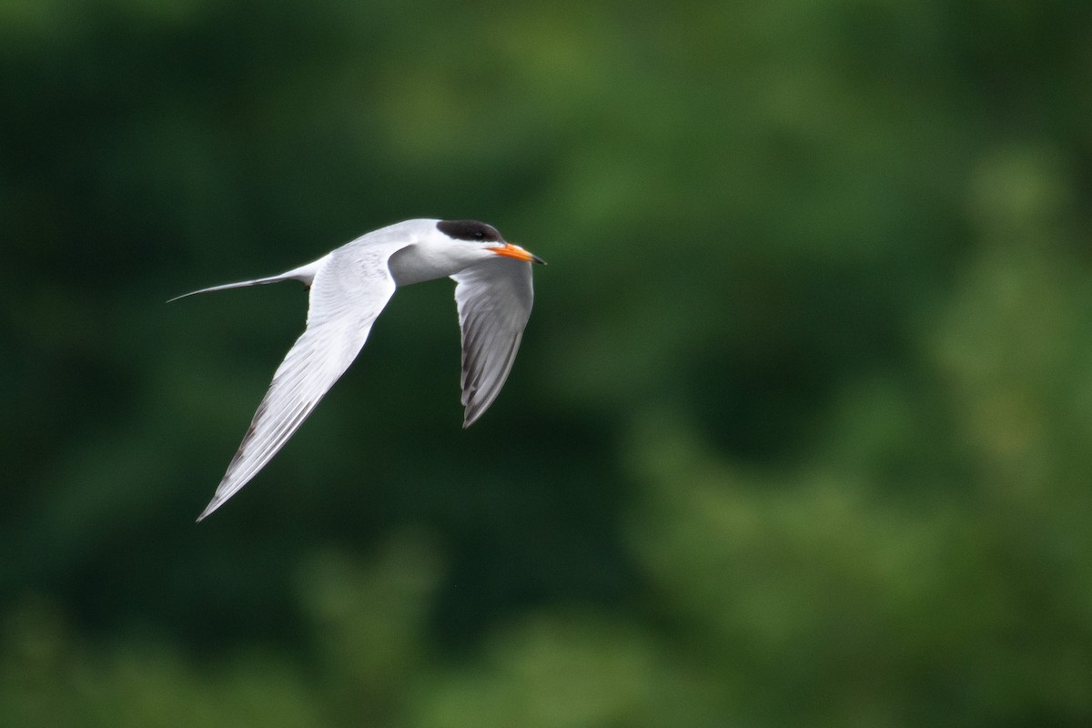 Forster's Tern - ML592213911