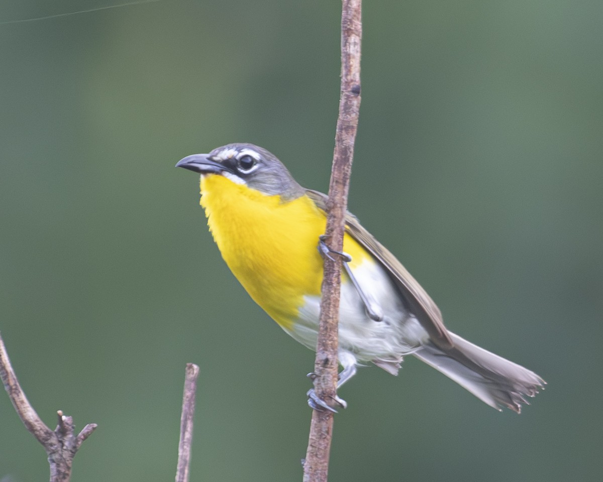 Yellow-breasted Chat - ML592213941