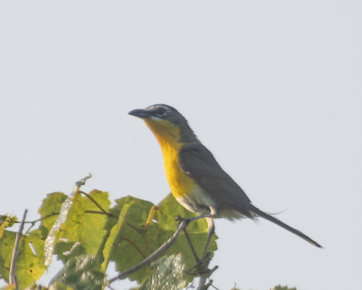 Yellow-breasted Chat - ML592213951