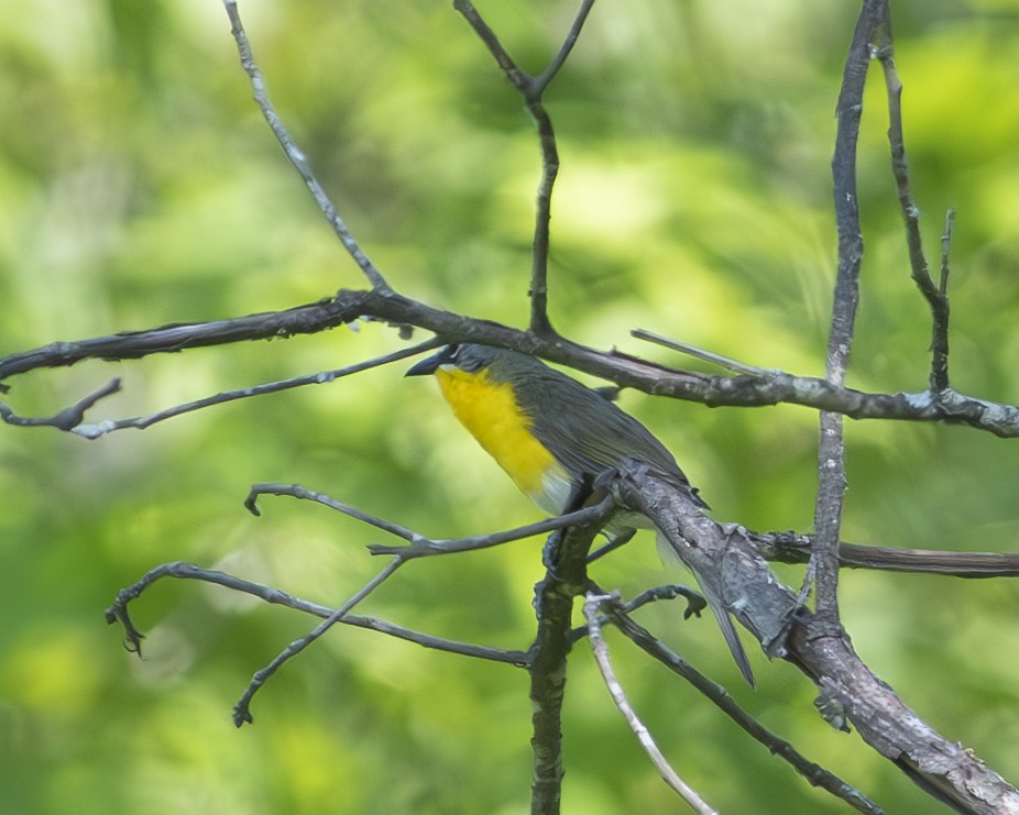 Yellow-breasted Chat - ML592213971