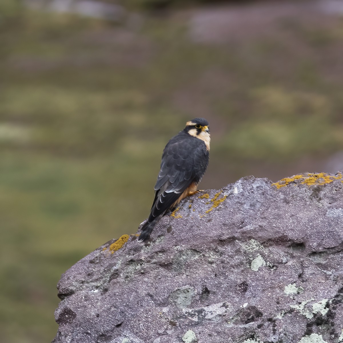 Aplomado Falcon - Gary Rosenberg