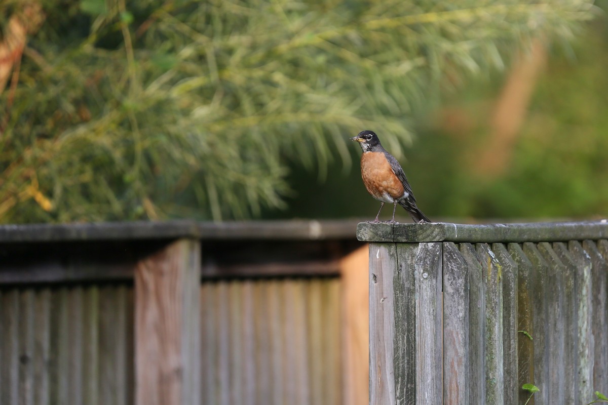 American Robin - ML592215011