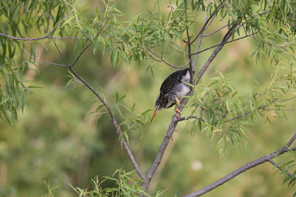 Green Heron - ML592215121