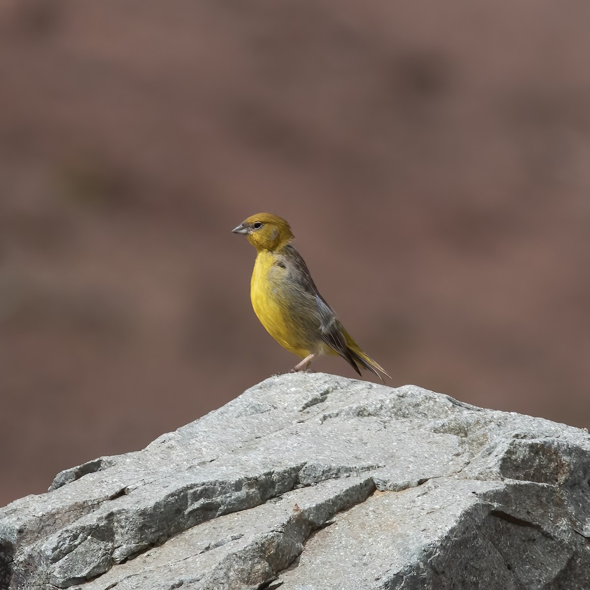 Bright-rumped Yellow-Finch - Gary Rosenberg