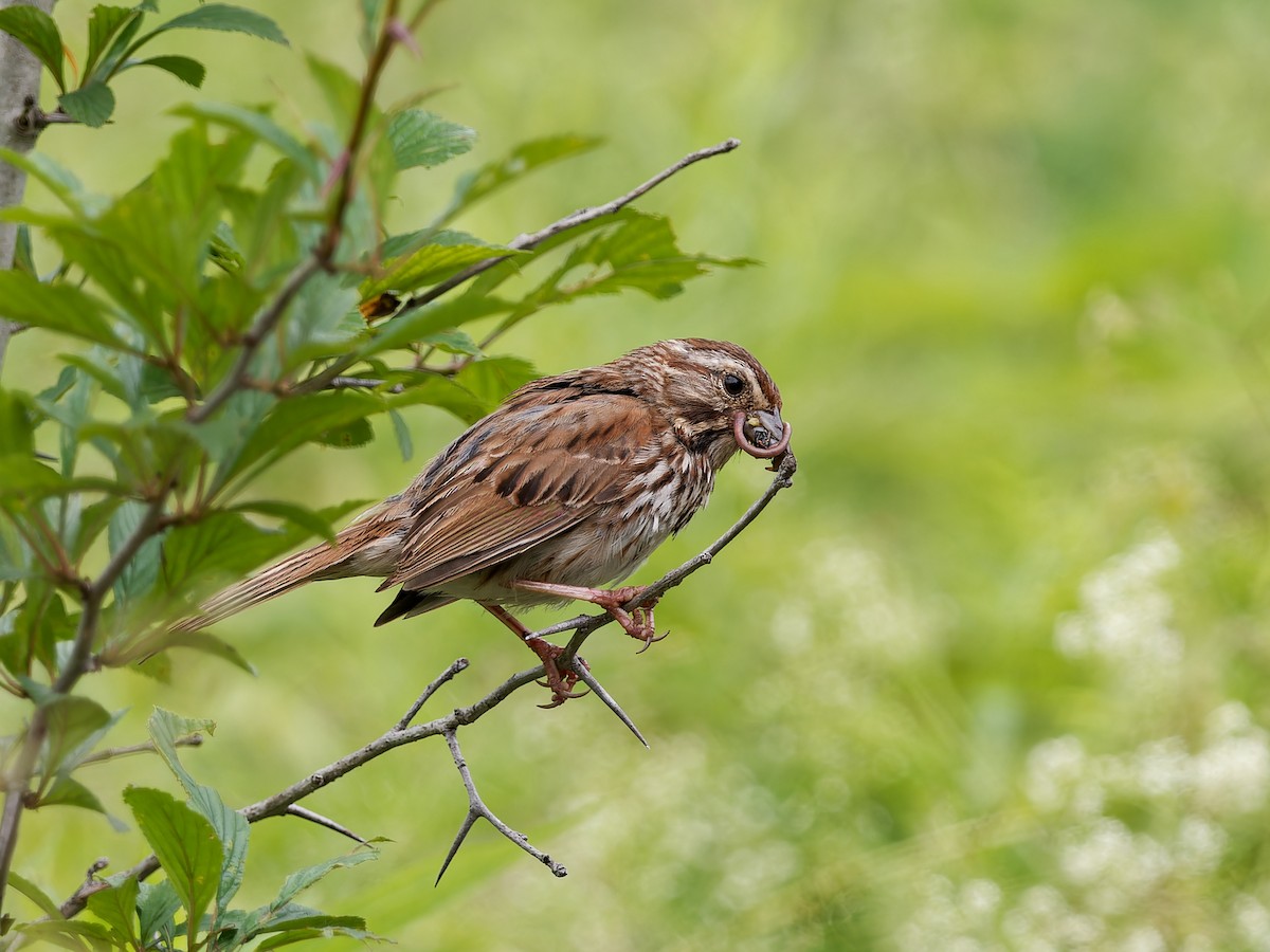 Song Sparrow - Daniel Schlaepfer