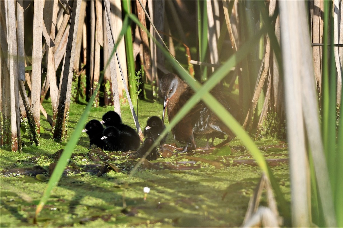 Virginia Rail - ML592215901