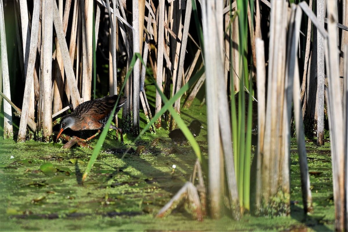 Virginia Rail - ML592215911