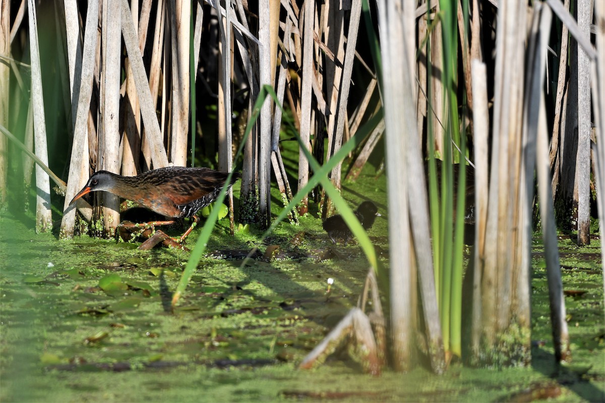 Virginia Rail - ML592215941