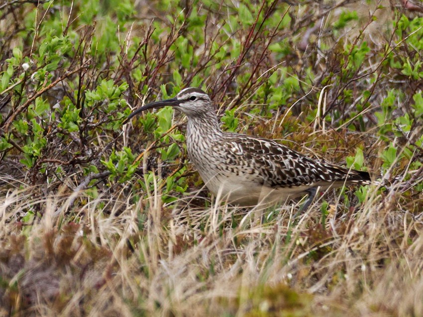 Bristle-thighed Curlew - Nick Athanas