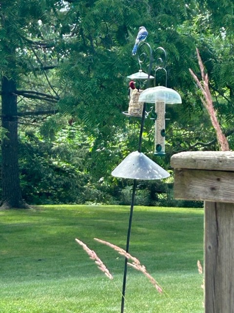 Red-headed Woodpecker - ML592218301