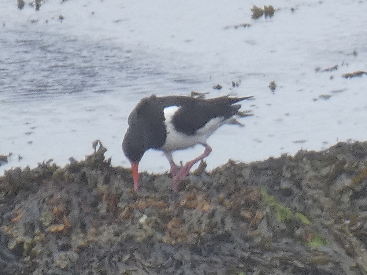 Eurasian Oystercatcher - Cory Ross