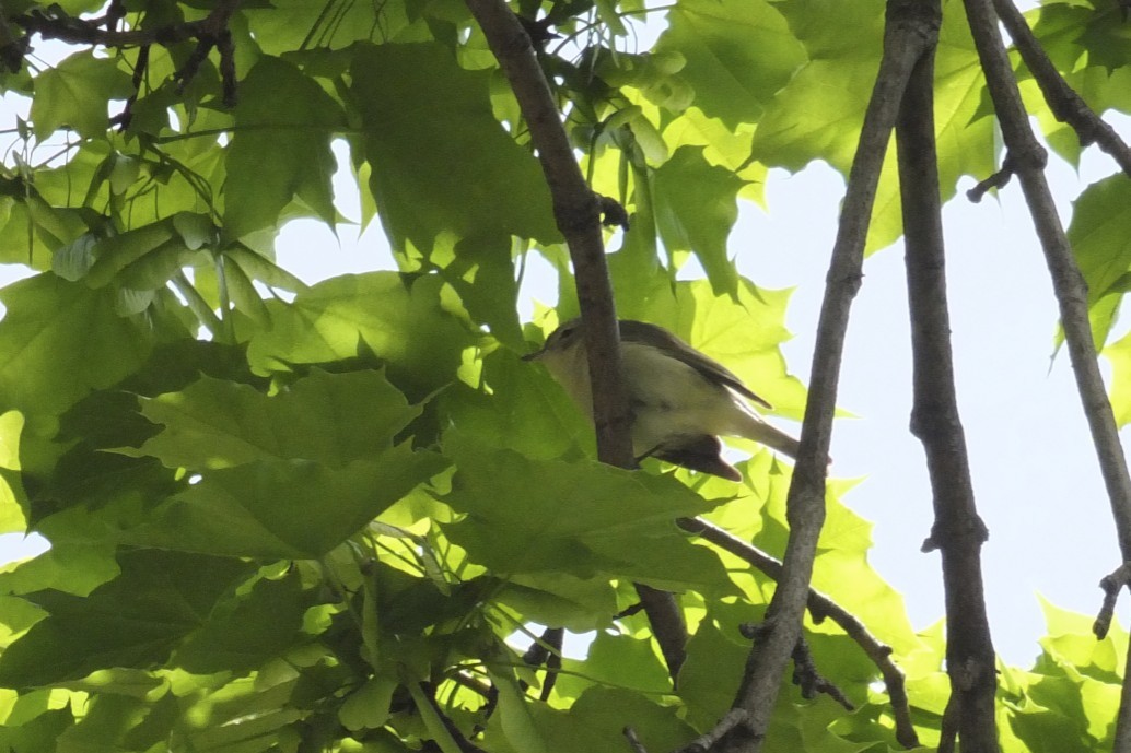 Warbling Vireo - ML59221871