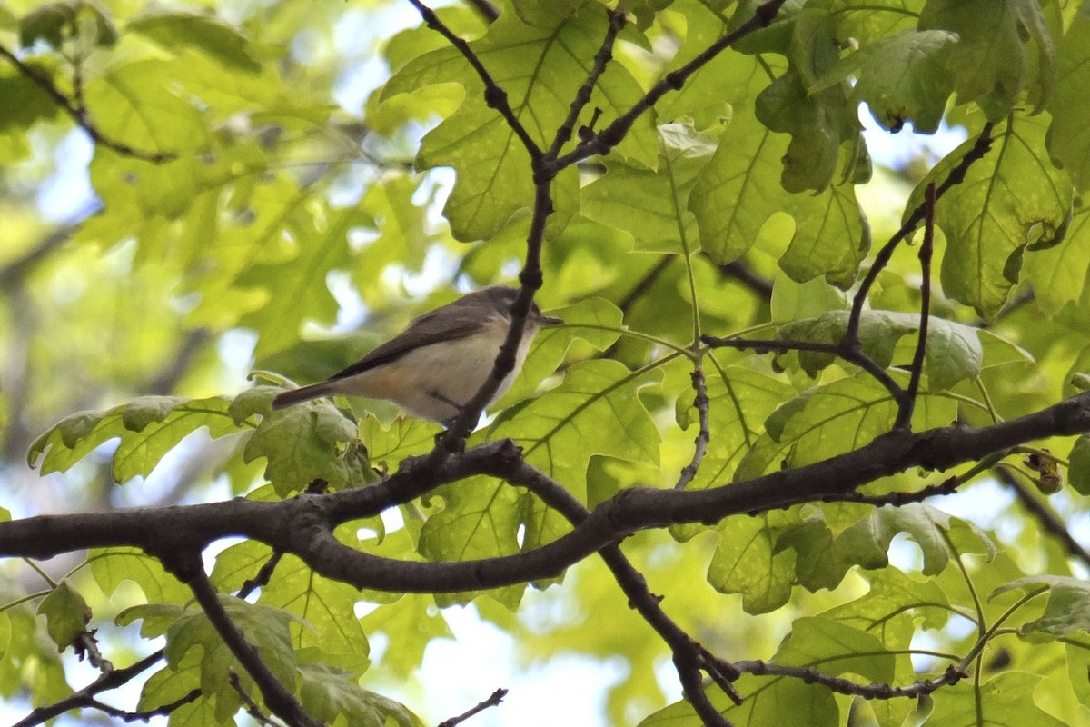 Warbling Vireo - ML59221881