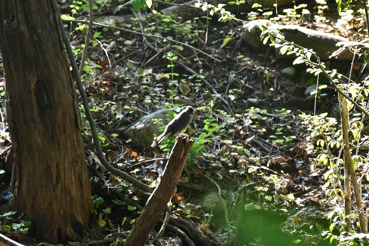 Gray Catbird - ML592220801