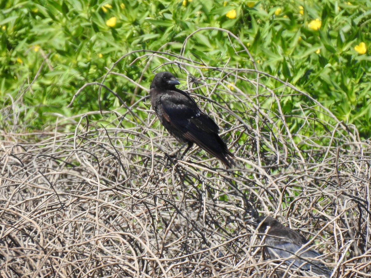 American Crow - ML592221701