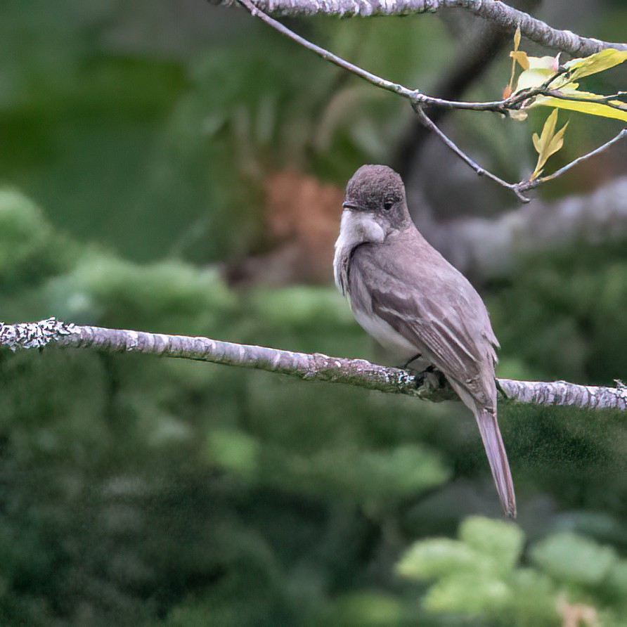 Eastern Phoebe - ML592222181