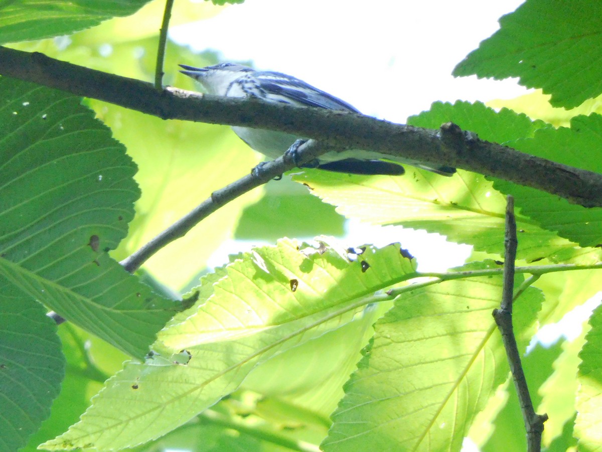 Cerulean Warbler - Meg Glines