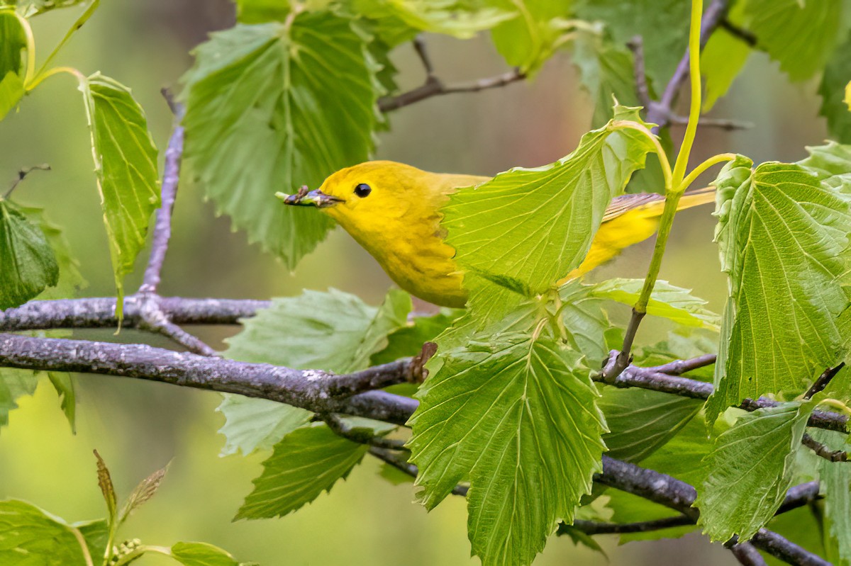 Yellow Warbler - ML592222331