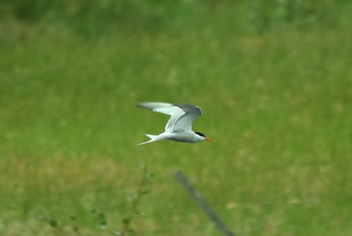 Common Tern - Blair Whyte