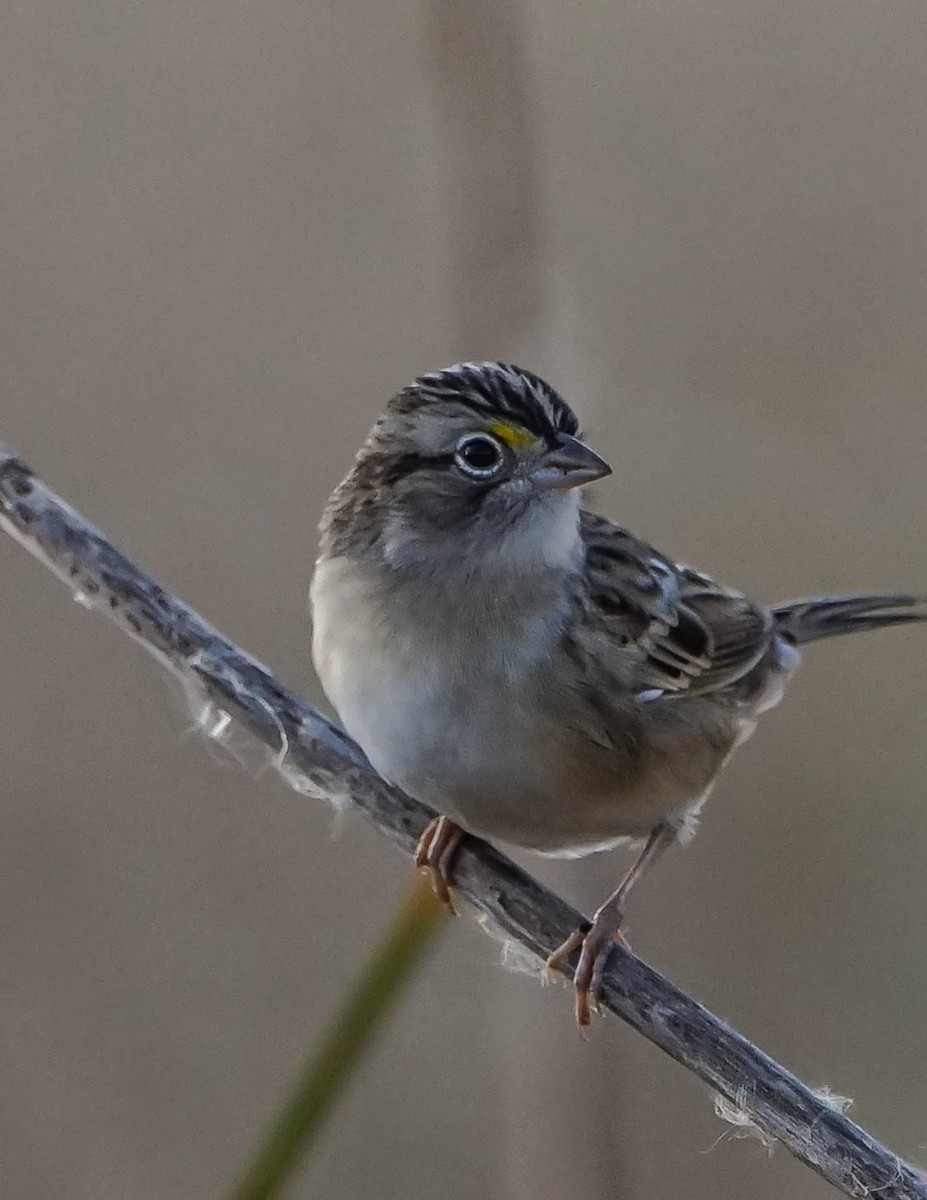 Grassland Sparrow - ML59222441