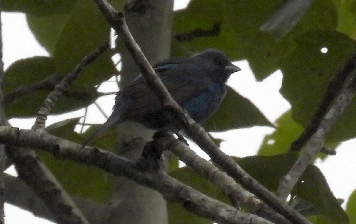 Indigo Bunting - Jesse Conklin