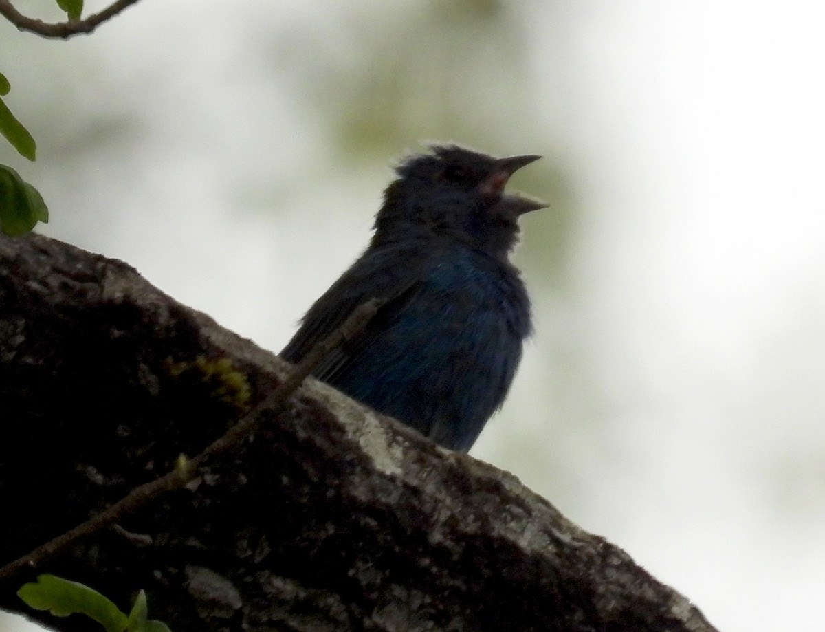 Indigo Bunting - Jesse Conklin