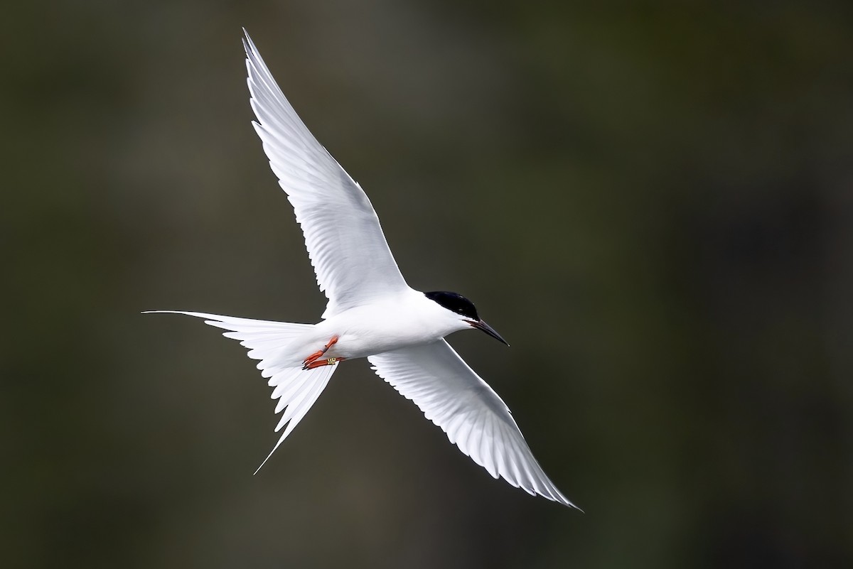 Pembe Sumru - ML592227101