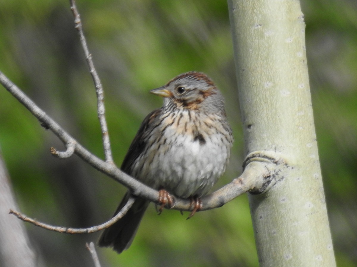 Lincoln's Sparrow - Forrest Luke