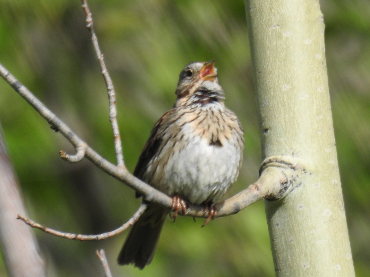 Lincoln's Sparrow - Forrest Luke