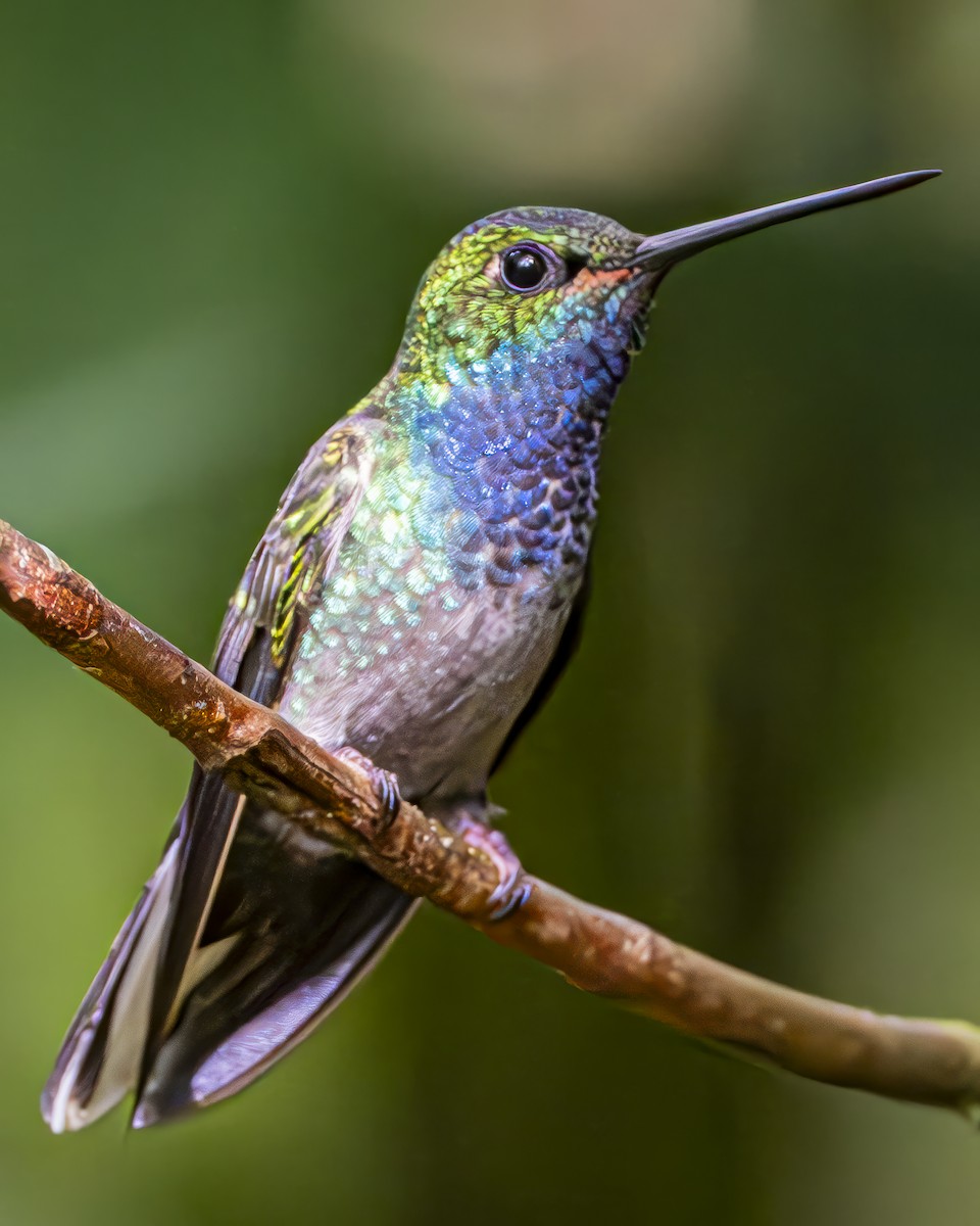 kolibřík zelenohřbetý - ML592228671