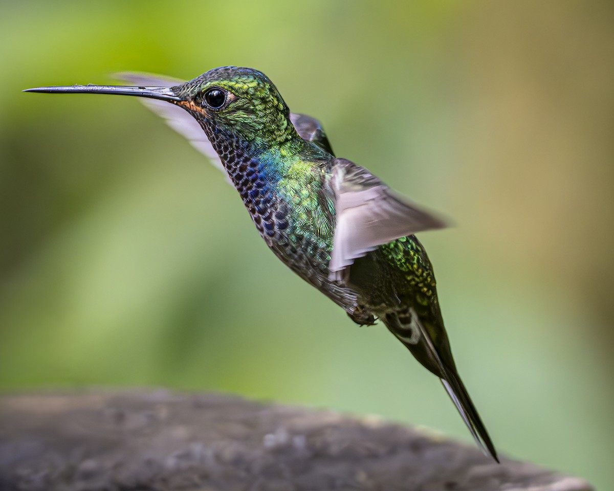 kolibřík zelenohřbetý - ML592228811