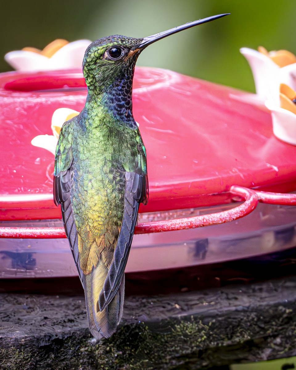 kolibřík zelenohřbetý - ML592228841