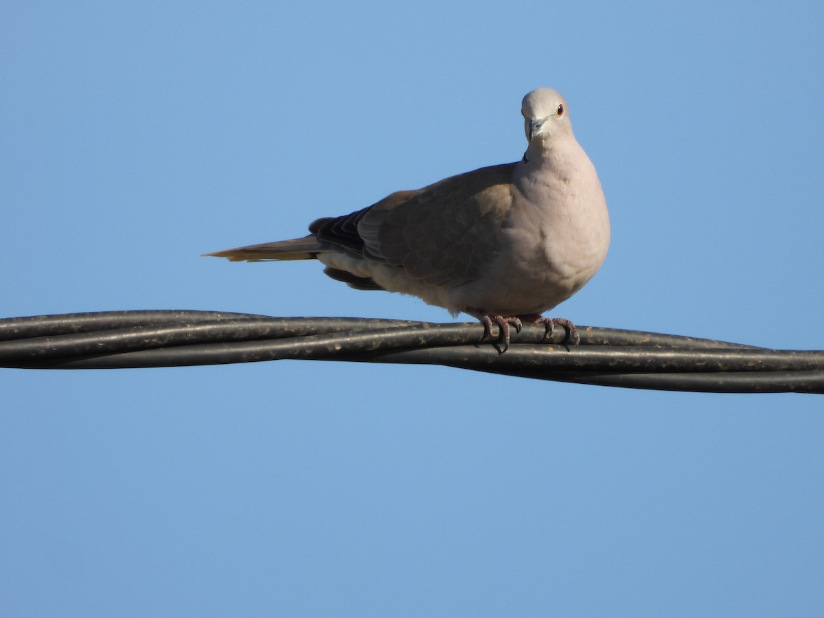 Eurasian Collared-Dove - ML592228881